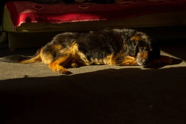 A dog, a family favorite, who has been basking in the sun for 14 years.