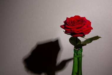 Beyaz arka planda kırmızı, güzel bir gül. Yeşil şişeli bir bayan için büyüleyici bir doğum günü hediyesi..