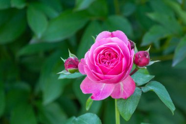 Bahçede güneşli bir günde tomurcuklarla açan pembe güller yeşil arka planda..