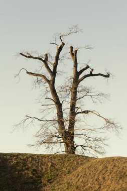 Bir tepedeki bir şato bahçesinde budanmış eski bir ağaç, güzel ve yalnız.