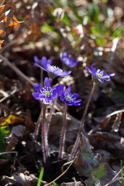 Orman çiçekleri, mavi-mor çiçekler ve beyaz-sarı merkez. Arka planda yeşil çimen saplı eski yapraklar var. Güzel güneşli bir gün.