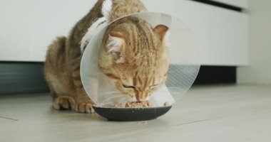 Özel kedi tasmalı kedi yemek yer. Ameliyattan sonra hayvan rehabilitasyonu.