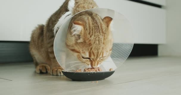 Macska Egy Speciális Macskanyakörvben Eszik Állati Rehabilitáció Műtét Után — Stock videók