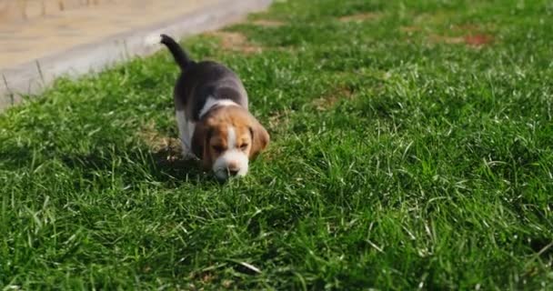 Naughty Beagle Puppy Rondrennen Achtertuin Van Het Huis — Stockvideo