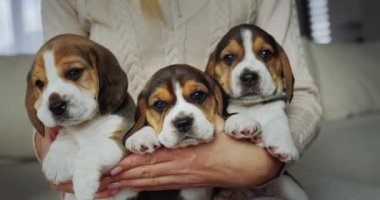 Sahibi üç tane şirin köpek yavrusu besliyor. Safkan köpek yetiştiricisi..
