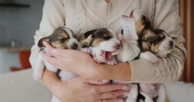 Sahibi kucağında bir kucak dolusu yavru köpek tutuyor..