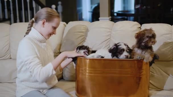 Bir Kız Kucağında Iki Sevimli Köpek Yavrusu Oturma Odasında Kanepede — Stok video