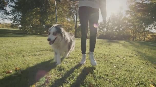 Nastolatek Spacerujący Parku Swoim Zwierzakiem Owczarek Australijski — Wideo stockowe