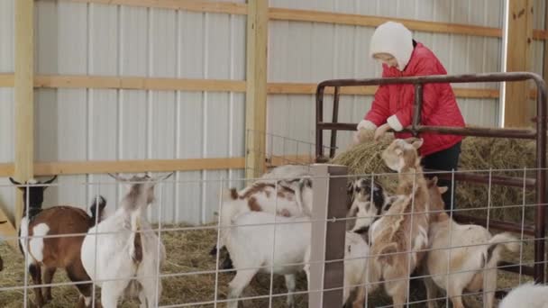 Μια Χωριατοπούλα Ταΐζει Κατσίκες Στάβλο Βοηθάει Γονείς Στην Οικογενειακή Φάρμα — Αρχείο Βίντεο