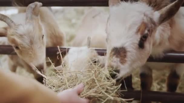 谷仓里的山羊被处理成新鲜的干草 农夫用他的手喂宠物 — 图库视频影像