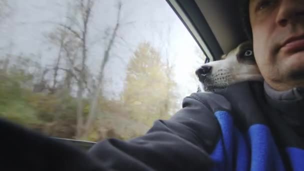 Funny Dog Rides Trunk Car Put His Head Shoulder Passenger — Stock Video