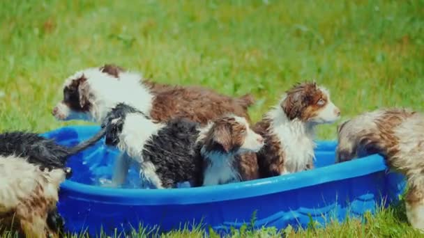 Vários Filhotes Cachorro Espalham Longe Uma Pequena Piscina Gramado — Vídeo de Stock