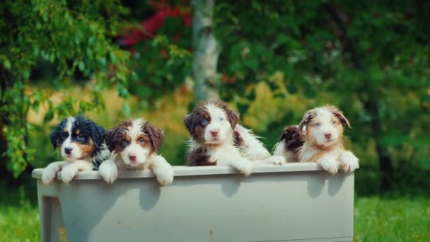 Group Portrait Canine Family Bathing Несколько Мокрых Щенков Выглядывают Ванны — стоковое видео