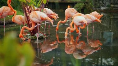 Muhteşem Amerikan flamingolar. Bir sürü güzel pembe kuşlar 4k video