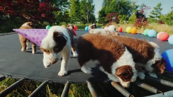 Festa Cachorrinhos Engraçados Grupo Animais Estimação Com Bolas Bonés — Vídeo de Stock