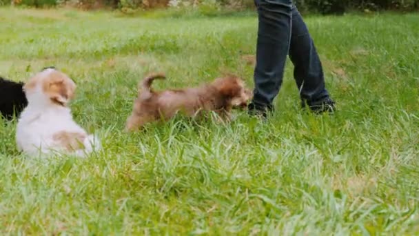 Los Cachorros Despreocupados Corren Tras Dueño Hierba Vídeo Cámara Lenta — Vídeo de stock