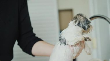 Tanınmayan bir kadın musluğun altında kahverengi ve beyaz köpek yavrusunu yıkıyor. 4k video