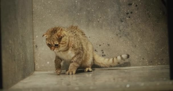 面白い生姜猫はシャワーで水のジェットをキャッチしようとしています 所有者は水ゲームを愛するペットと遊ぶ — ストック動画