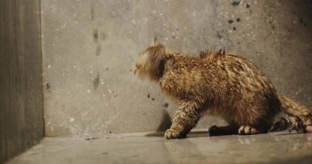 Красная Кошка Приняла Душ Стряхнула Воду Меха — стоковое видео
