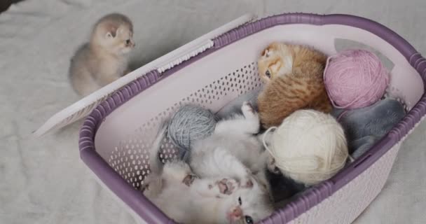 Bir Sepetin Içinde Sevimli Kedicikler Ipliğin Toplarının Yanında — Stok video