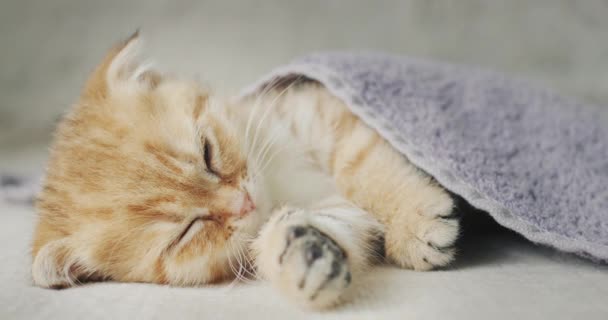 家のコンセプトで毛布 居心地の良い快適さの下でジンジャー子猫の睡眠 — ストック動画