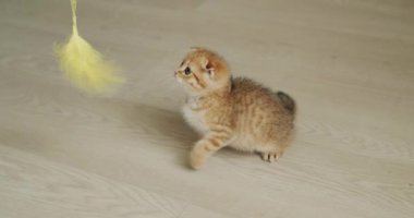 A small ginger kitten is played with a toy, the cat tries to grab the toy.