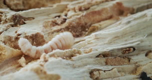 Grinder Beetle Larva Rotten Tree Video — Stock video