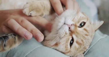 Çocuk evcil hayvanını okşuyor ve ona kafa masajı yapıyor. Kedi eğleniyor.