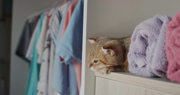 Κοκκινομάλλα Γάτα Ξαπλώνει Πετσέτες Στο Καμαρίνι Έννοια Τρυφερότητας Και Φρεσκάδας — Αρχείο Βίντεο