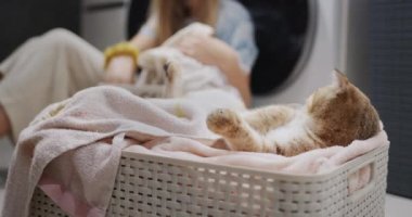 Zencefilli tatlı bir kedi çamaşır makinesinin yanındaki çamaşırları düzenler..