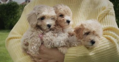 Sıcak kazaklı bir kadın kucağında bir sürü yavru köpek taşır..