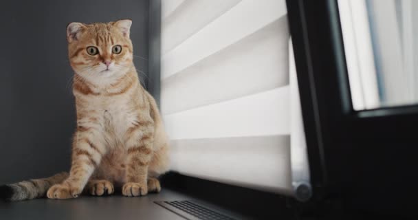 Pencerenin Kenarında Oturan Genç Kedi Şaşırdı — Stok video