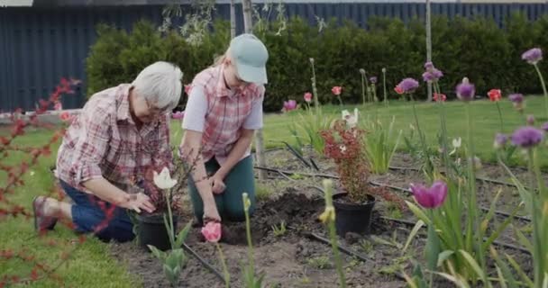 Grandmother Granddaughter Plant Flowers Together Backyard House — Video