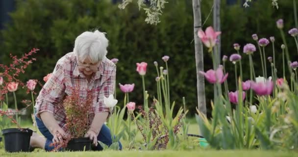 一位老年妇女正在花园种花 活跃的老年人 — 图库视频影像