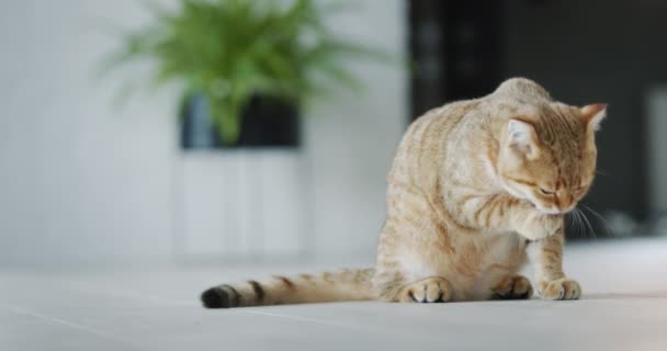 Червона Кішка Миє Сидить Підлозі Вітальні — стокове відео