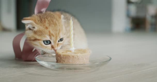 小猫被当作喜庆的礼物 — 图库视频影像