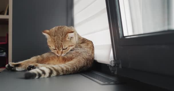 Tatlı Kedi Pencere Pervazında Yıkanır — Stok video