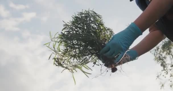 园艺师持着薰衣草幼苗 秋天播种在花园里 — 图库视频影像