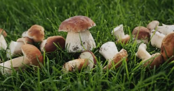 许多森林里的蘑菇躺在绿草上 许多美味佳肴的配料 — 图库视频影像