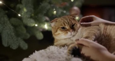 Sahibi Noel ağacının yanında duran kızıl kediye bakar. Arka planda şöminede bir ateş yanıyor. Noel arifesinde ev rahatlığı.