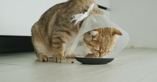Chat Dans Collier Spécial Mange Nourriture Réadaptation Animale Après Chirurgie — Video