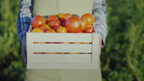 Agricultor Sostiene Una Caja Madera Con Tomates Productos Agrícolas Frescos — Vídeo de stock