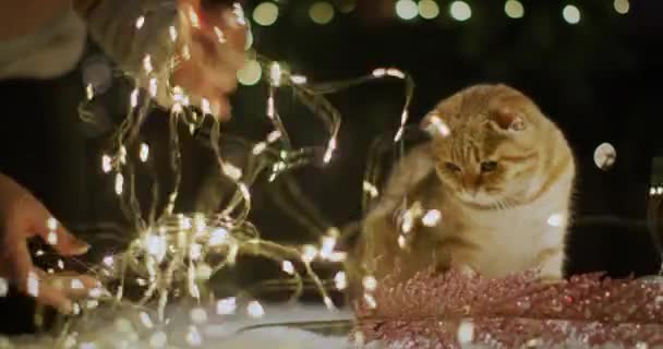 Рыжая Кошка Помогает Распутать Гирлянду Украсить Елку Подготовка Празднованию Рождества — стоковое видео