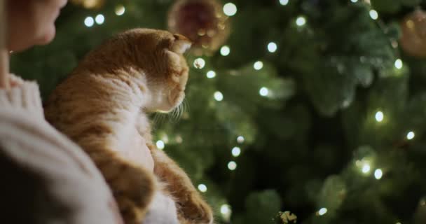 Οικογένεια Διακοσμεί Χριστουγεννιάτικο Δέντρο Μια Γυναίκα Μια Γάτα Στα Χέρια — Αρχείο Βίντεο