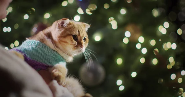 Woman Cat Her Arms Stands Backdrop Beautiful Christmas Tree Cat — Stock Photo, Image