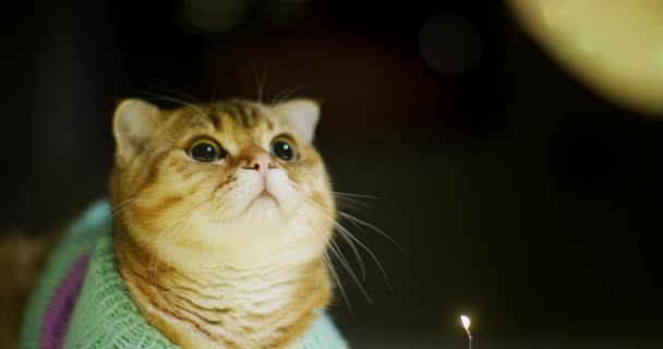 Eine Katze Warmen Pullover Betrachtet Ein Weihnachtsspielzeug Gemütliches Zuhause Begrüßt — Stockvideo