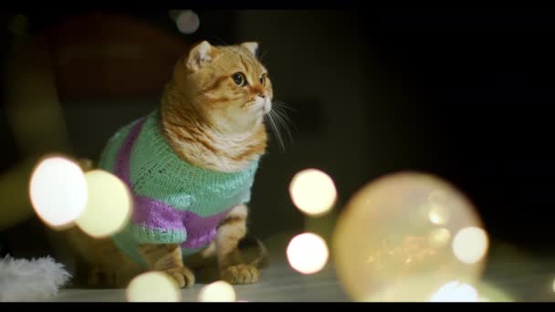 Χαριτωμένη Γάτα Ζεστά Ρούχα Κάθεται Δίπλα Στο Χριστουγεννιάτικο Δέντρο Γιορτάζοντας — Αρχείο Βίντεο