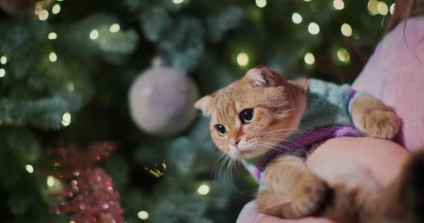 那孩子手里拿着一只穿着暖和毛衣的猫 在圣诞树灯光的背景下 — 图库视频影像