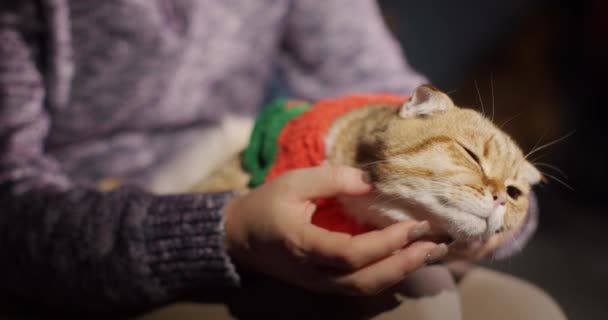 赤い猫はホステスの膝の上で休んでいる 楽しさ ペット服を着て — ストック動画