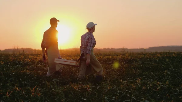 Два Фермери Несуть Важку Коробку Овочами Всьому Полю — стокове фото